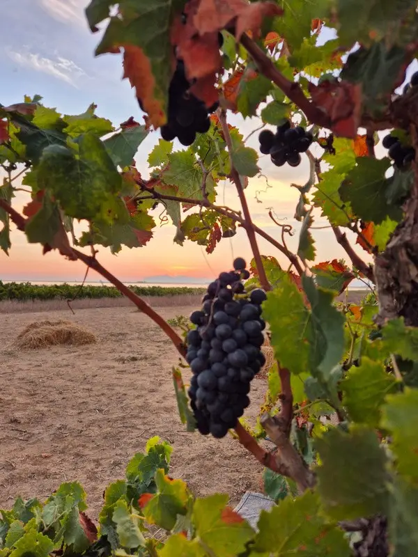 Grappolo d’uva in un vigneto siciliano